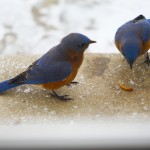 Bluebirds 1