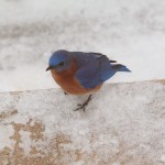 Bluebirds 2