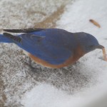 Bluebirds 4