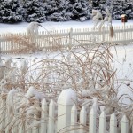 Snow-2011 007