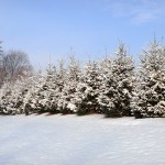 Snow-2011 011