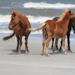 OBX 2011 037 blog