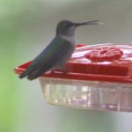 HummingbirgToungue