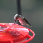 Hummingbirds 2012 005 blog