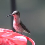 Hummingbirds 2012 009 blog