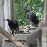 Vultures 011 blog